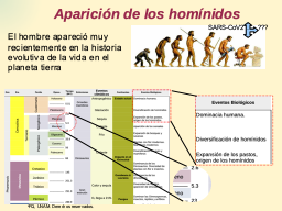 Los homínidos