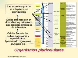 Multicelularidad