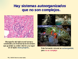 Autoorganizados