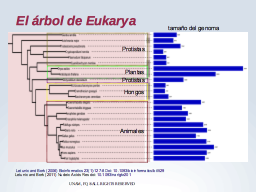 Filogenia de Eucariontes