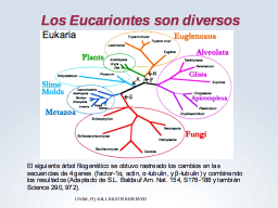 Diversidad en Eukarya