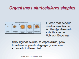 Diferenciación primitiva