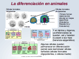 Diferenciación animales