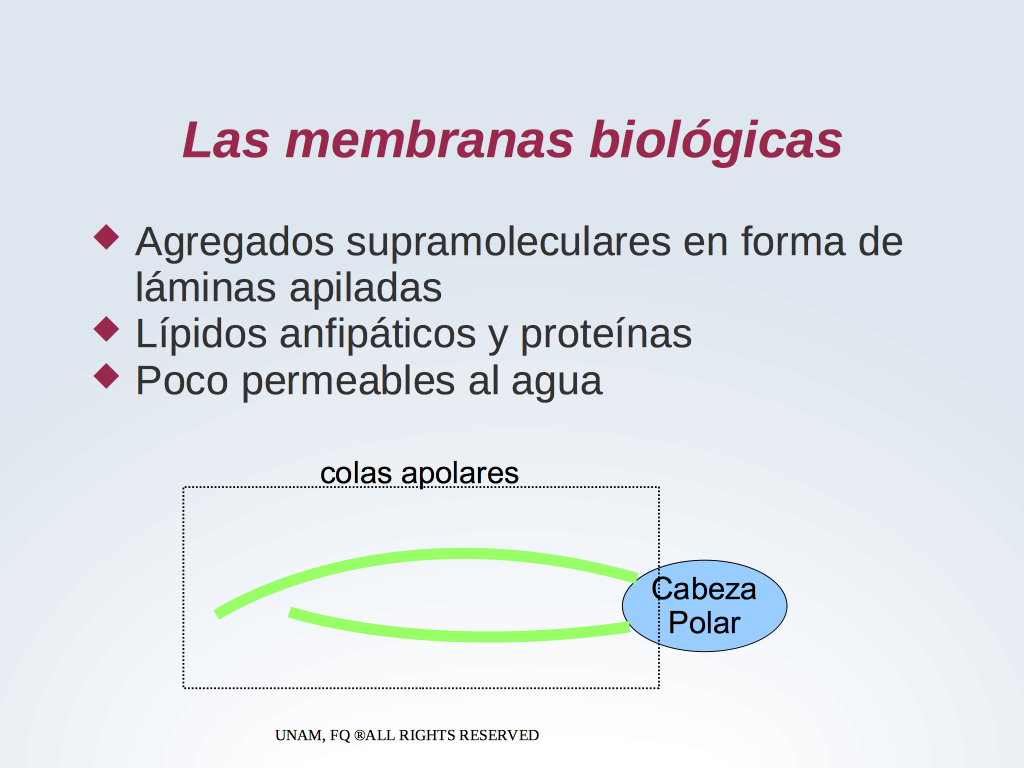 Membranas Agregados Supramacromoleculares Lip Dicos