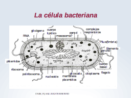 La célula de Bacteria