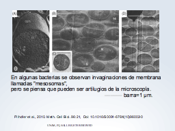 Mesosomas