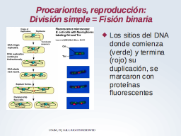 Divisiónpor fisión binaria