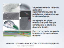 Ausencia de membranas interiores
