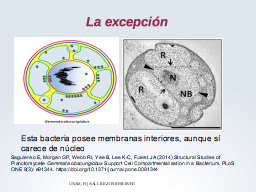 Gemmata la excepción