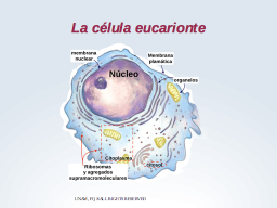 Eucariontes: visión de conjunto