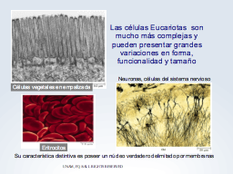 Variaciones en la forma