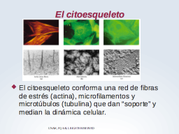 Las fibras del citoeasqueleto