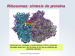Los Ribosomas