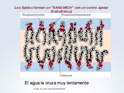 bicapas lipídicas y permeabilidad
