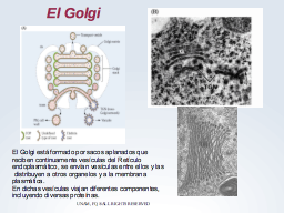 El complejo de Golgi