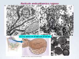 Retículo Endoplásmico Rugoso