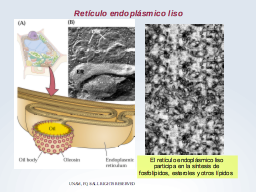 Retículo endoplásmico Liso
