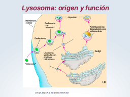 Lisosomas y eondocitosis
