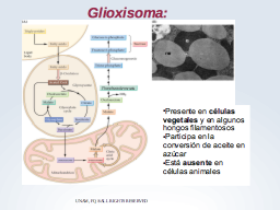 Los glioxisomas de plantas y hongos