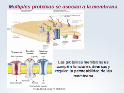 Proteínas en la membrana