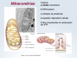 Mitocondrias