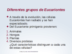 Diferentes grupos de Eucariontes