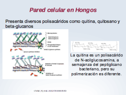 La pared celular de hongos