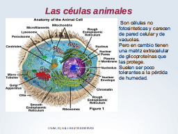 Células animales