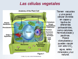 Células de plantas