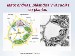 Mitocondrias, plástidos y vacuolas vegetales