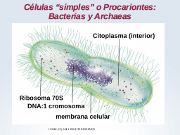 Células simples