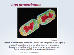 Los procariontes