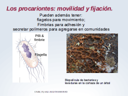 Movilidad y fijación en procariontes