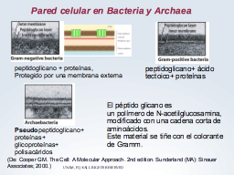 Pared celular Procarionte