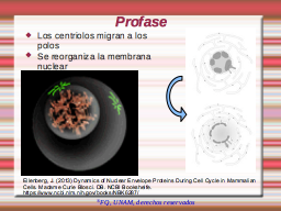 Profase centriolos