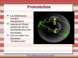 Prometafase