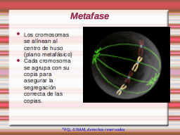 Metafase