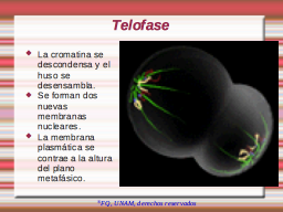 Telofase