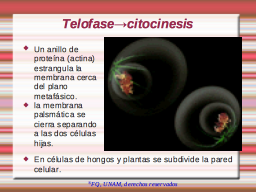Citocinesis