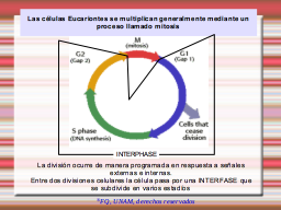 Ciclo celular Eucarionte