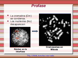 Profase