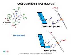 Un breve vistazo a las bases moleculares del alosterismo
