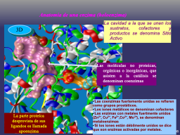 Anatomía de una enzima