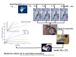 Una RXN enzimática: variando [S]