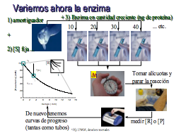 Rapidez y cantidad de enzima