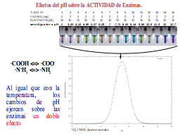pH y actividad
