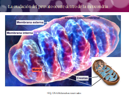 La mitocondria