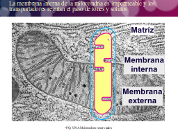 Las membranas mitocondriales