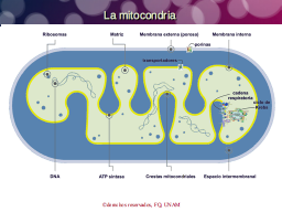 La mitocondria