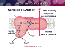 NADH dH esquema de reaccion